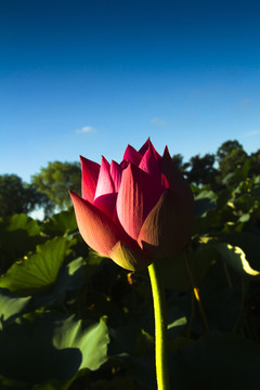 蓮花