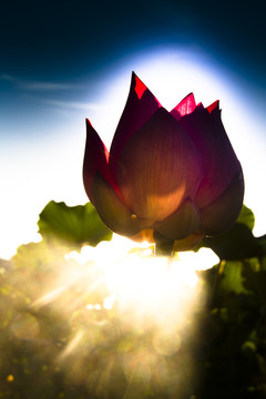 蓮花