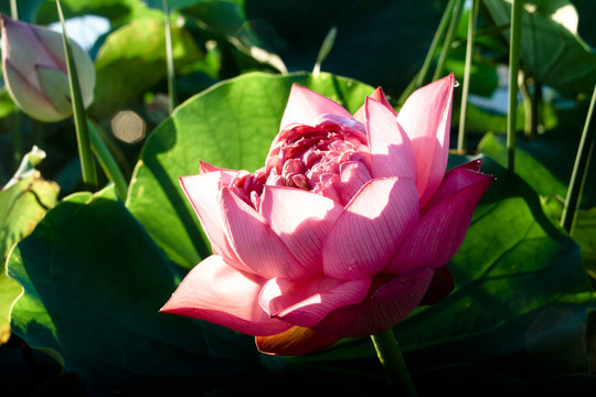 蓮花