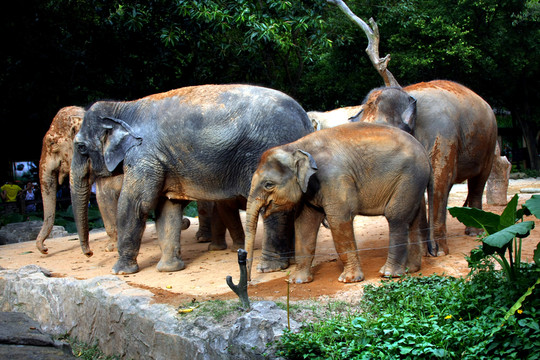 大象動(dòng)物園