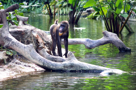 猩猩動(dòng)物園