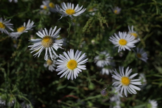 馬蘭花