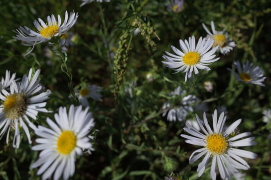 馬蘭花