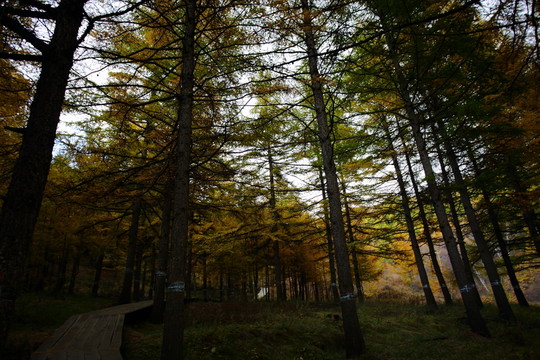 蘇木山