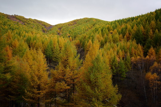 蘇木山
