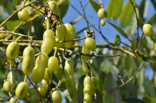 豆角