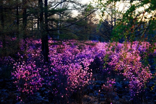 春季杜鵑花 落葉松林