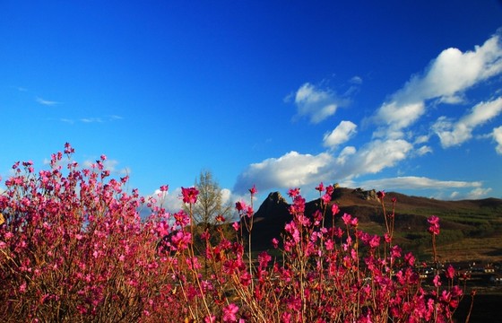 藍(lán)天白云杜鵑花