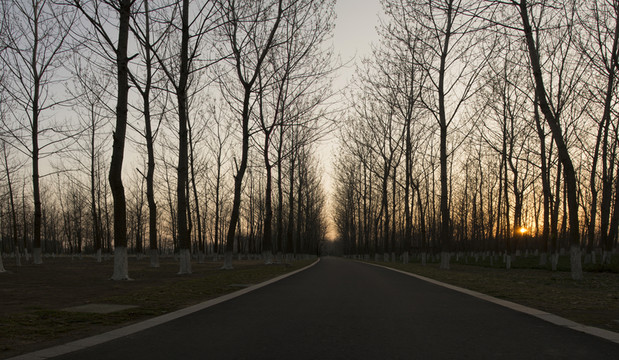 背景 樹林