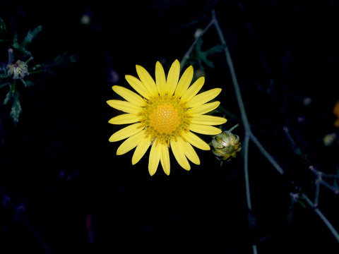 野菊花