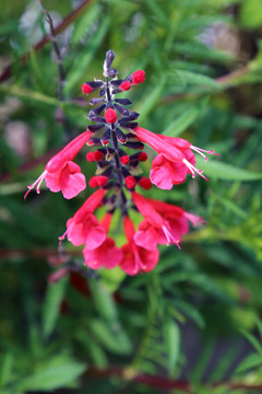 花卉