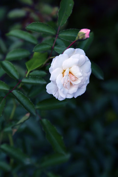 花卉