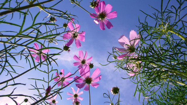 格桑花