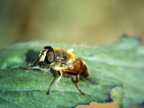 蜜蜂