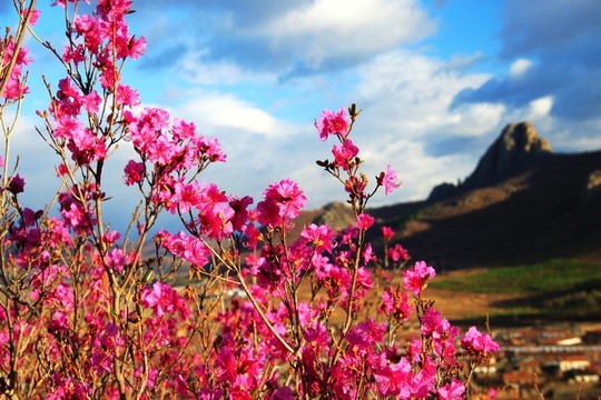 春季大興安嶺 杜鵑花 喇嘛山
