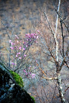 干樹枝 杜鵑花 春季