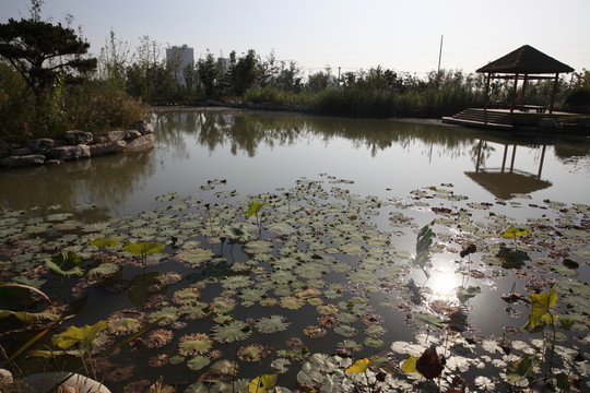 濕地公園