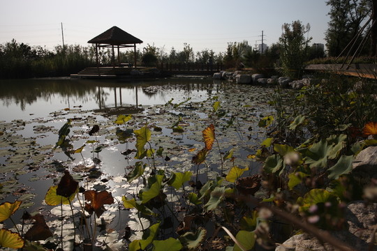 濕地公園