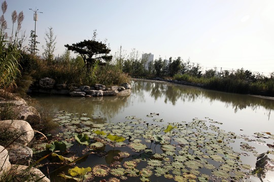 濕地公園