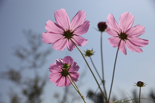 波斯菊