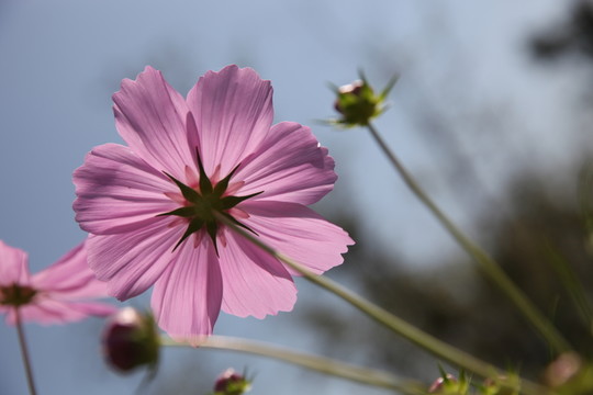 波斯菊