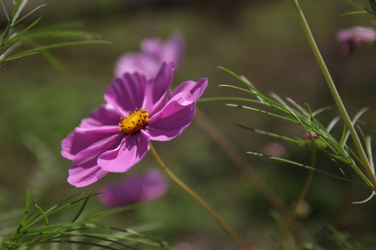 波斯菊