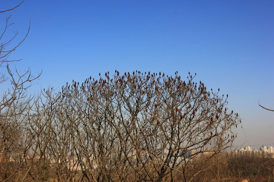 樹 樹枝 樹干 藍(lán)天 樹形