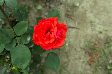 玫瑰花