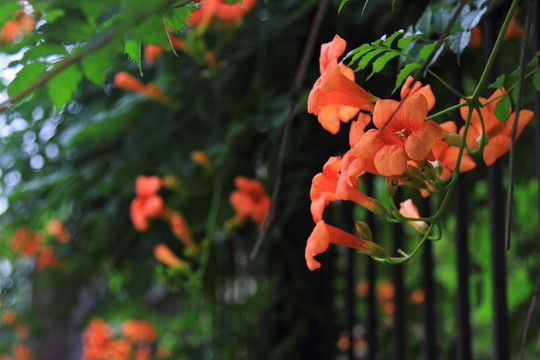 田野 花 綠化 春天 鮮花 凌
