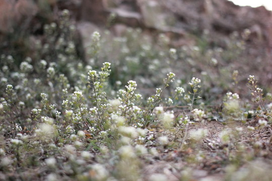 田野 花 綠化 春天 鮮花