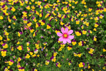 小菊花