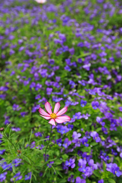 小菊花