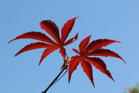 紅楓葉