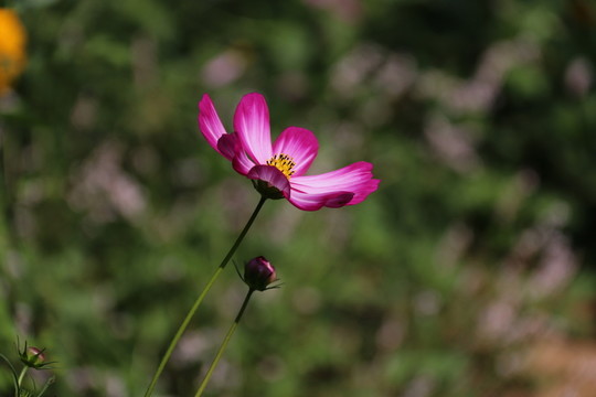 鮮花