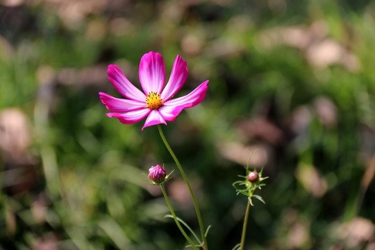 鮮花