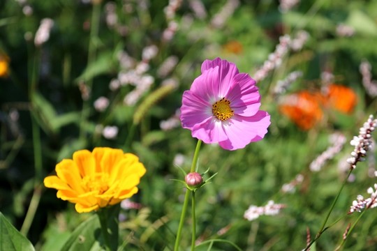 鮮花