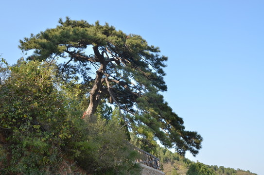松樹