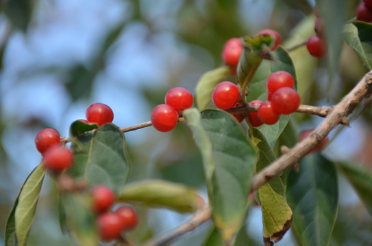 金銀忍冬紅色果實(shí)