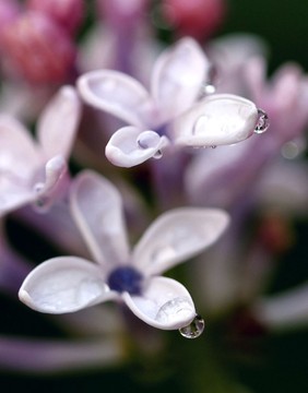 丁香花