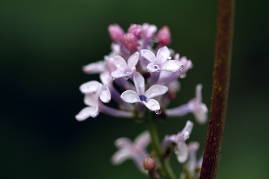 丁香