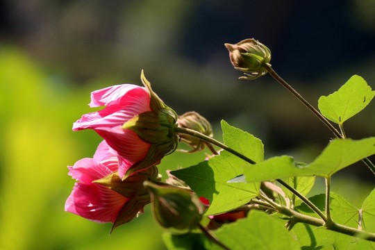 鮮花
