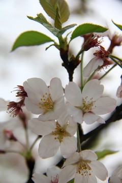 櫻花