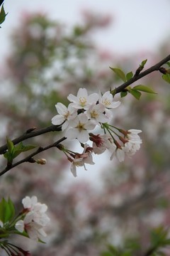 櫻花