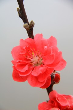 梅花