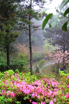 映山紅 松樹(shù)