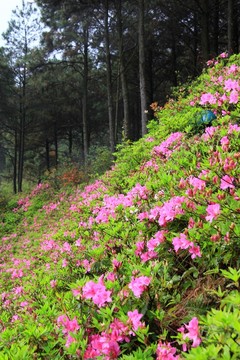 杜鵑花