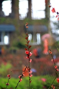 梅花