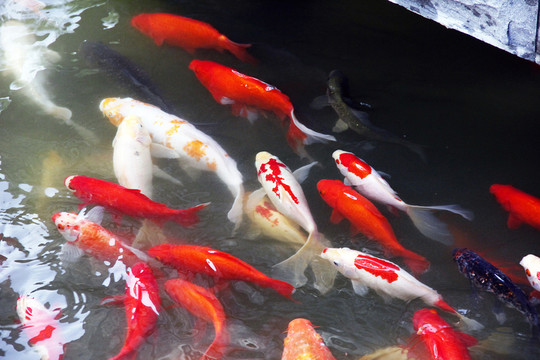 錦鯉