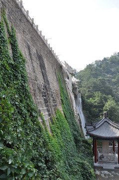 側(cè)拍墻上的爬山虎