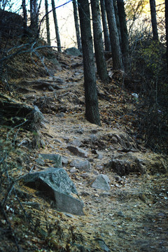 海陀山原始森林 林間小路